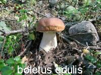 белый гриб (boletus edulis)