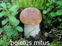белый гриб березовый (boletus mitus)