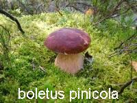 белый гриб сосновый (boletus pinicola)