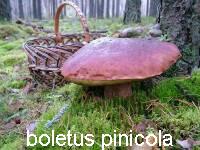 белый гриб сосновый (boletus pinicola)